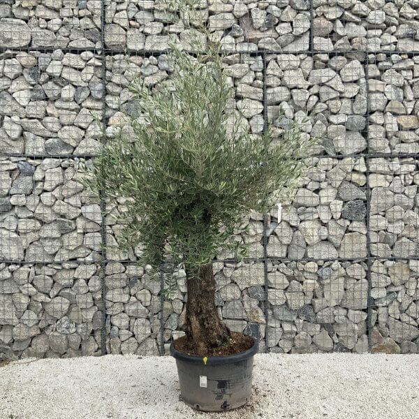Gnarled Olive Tree J548 - Image 2