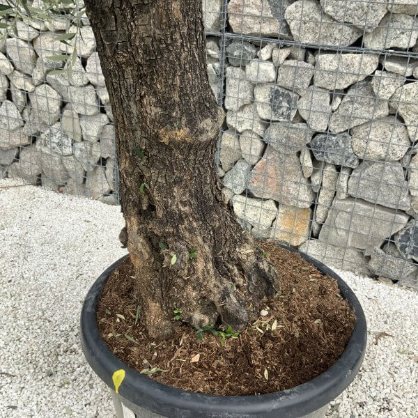 Gnarled Olive Tree J548 - Image 3