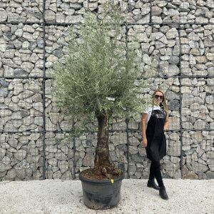 Gnarled Olive Tree J549
