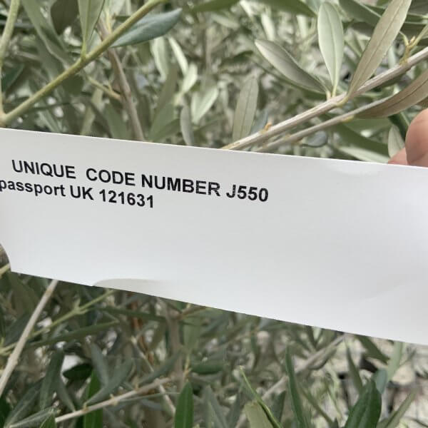 Gnarled Olive Tree J550 - Image 4