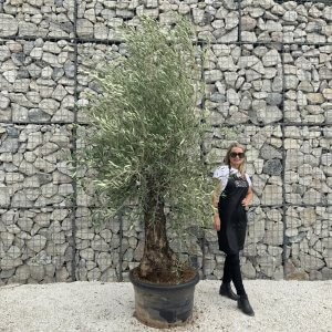 Gnarled Olive Tree J550