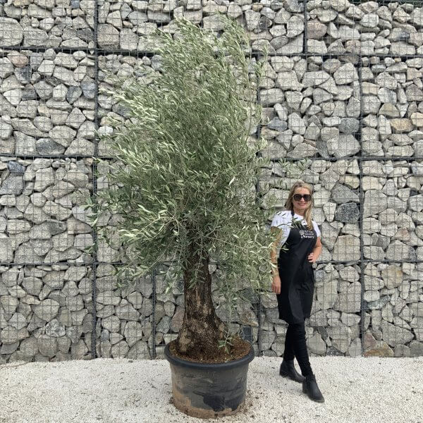 Gnarled Olive Tree J550