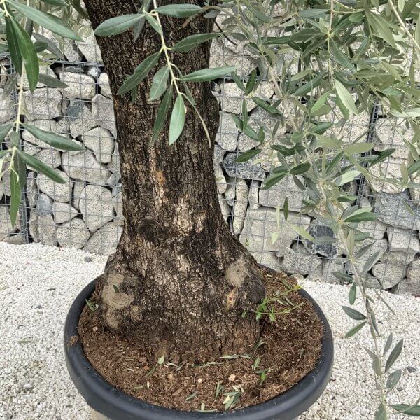 Gnarled Olive Tree J550 - Image 3