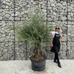 Gnarled Olive Tree J551
