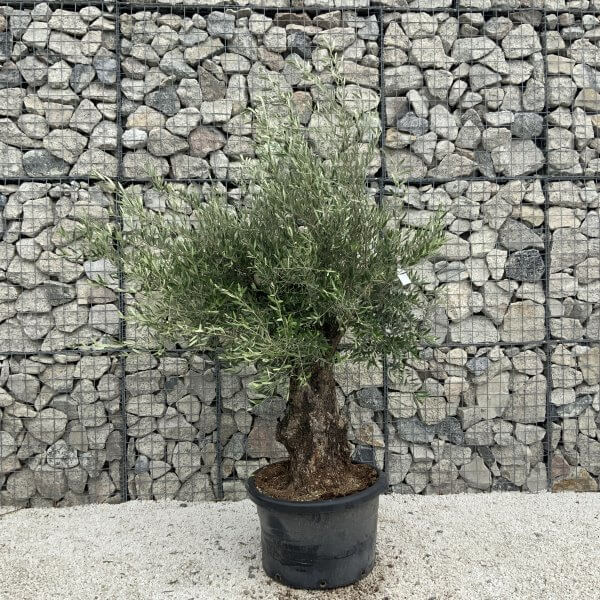 Gnarled Olive Tree J551 - Image 2