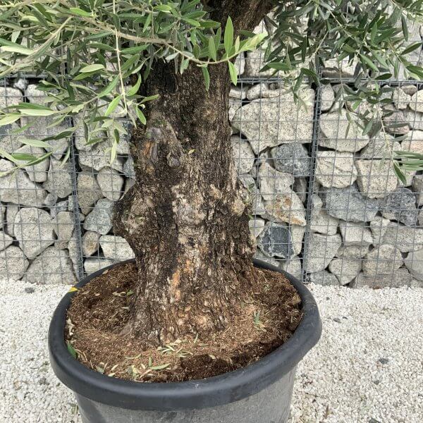 Gnarled Olive Tree J551 - Image 3