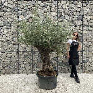 Gnarled Olive Tree J552