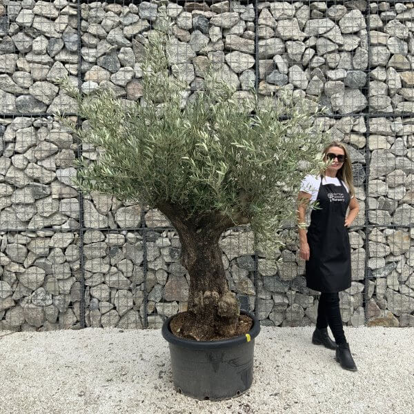 Gnarled Olive Tree J552