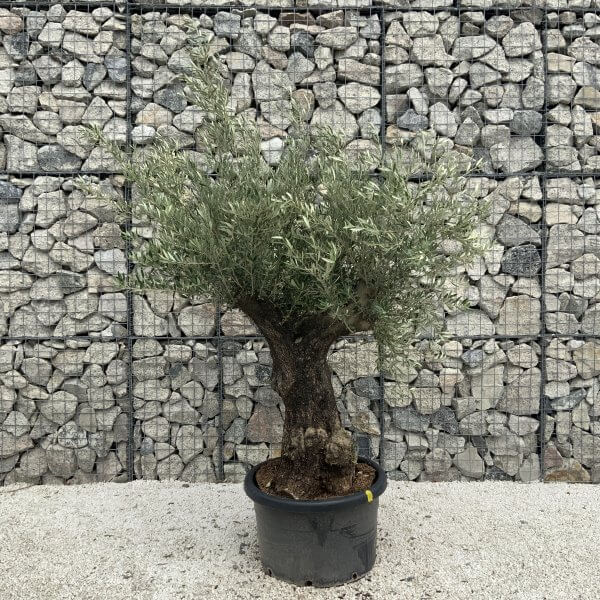 Gnarled Olive Tree J552 - Image 2