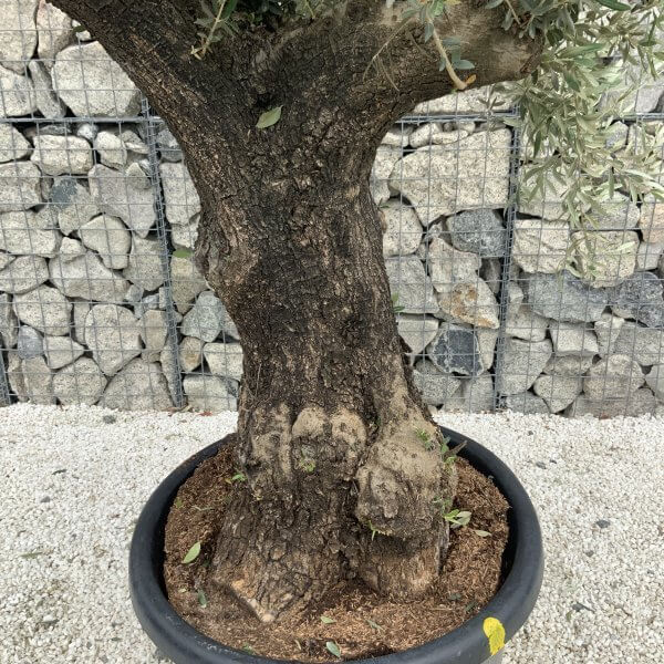 Gnarled Olive Tree J552 - Image 4