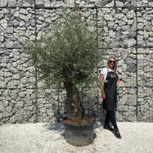 Gnarled Olive Tree J554