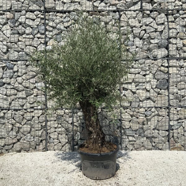 Gnarled Olive Tree J554 - Image 2