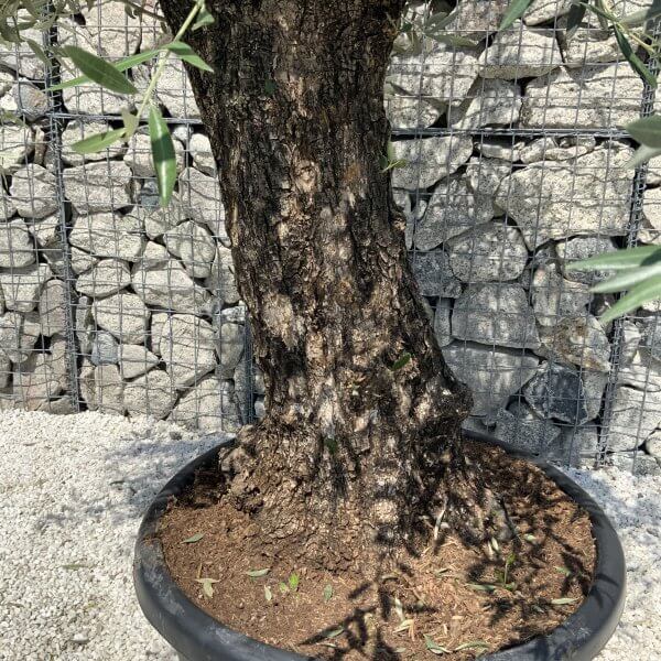 Gnarled Olive Tree J554 - Image 3