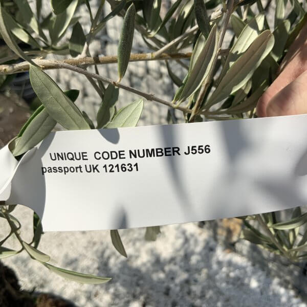 Gnarled Olive Tree J556 - Image 4