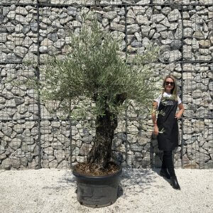 Gnarled Olive Tree J556