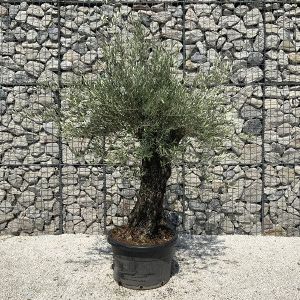 Gnarled Olive Tree J556 - Image 2