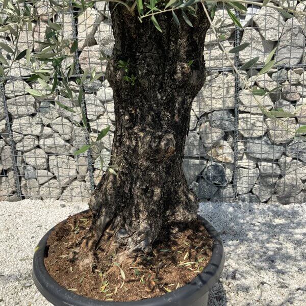 Gnarled Olive Tree J556 - Image 3