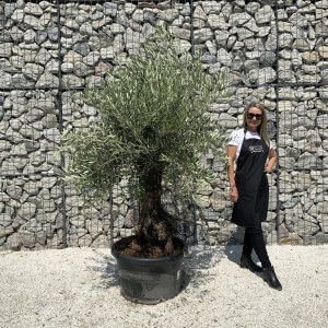 Gnarled Olive Tree J557