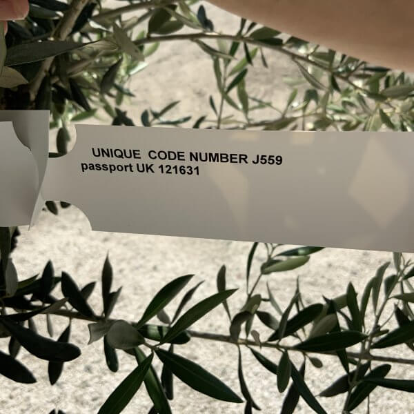 Gnarled Olive Tree J559 - Image 2