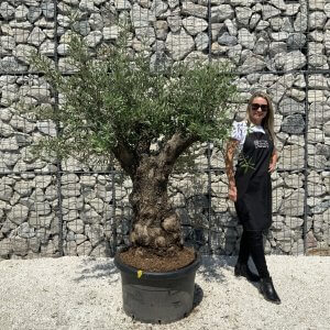 Gnarled Olive Tree J559