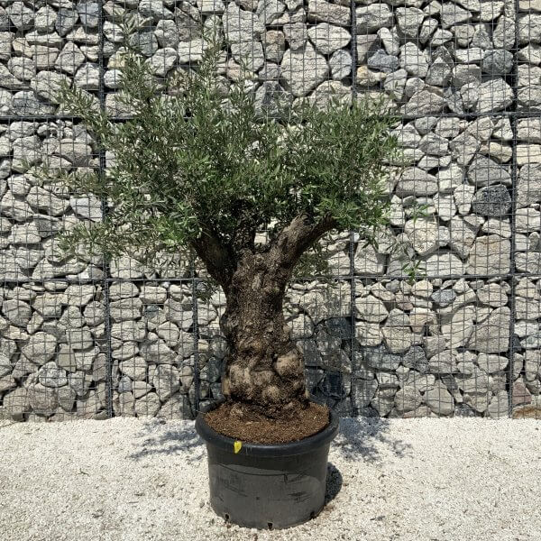 Gnarled Olive Tree J559 - Image 3