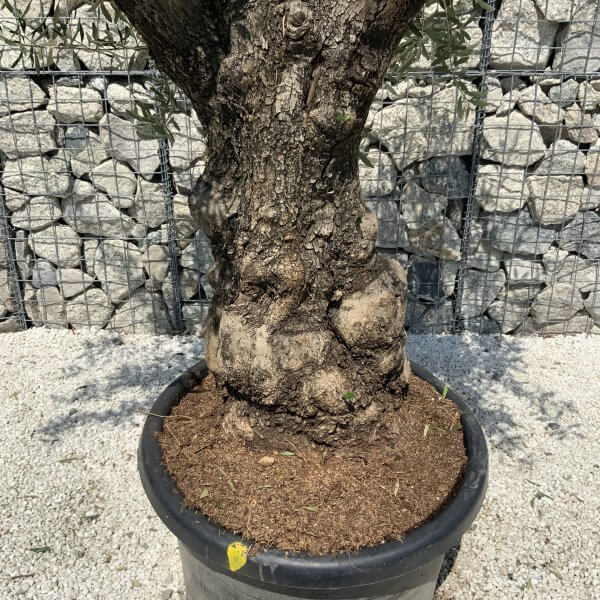 Gnarled Olive Tree J559 - Image 4