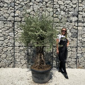 Gnarled Olive Tree J560