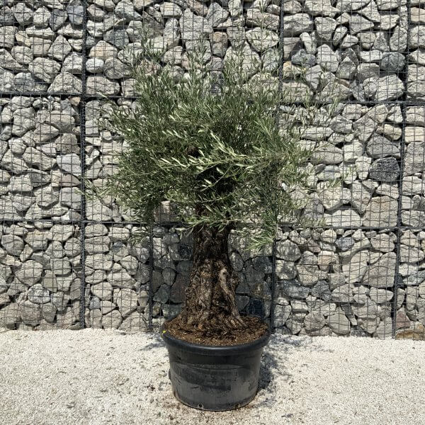 Gnarled Olive Tree J560 - Image 2