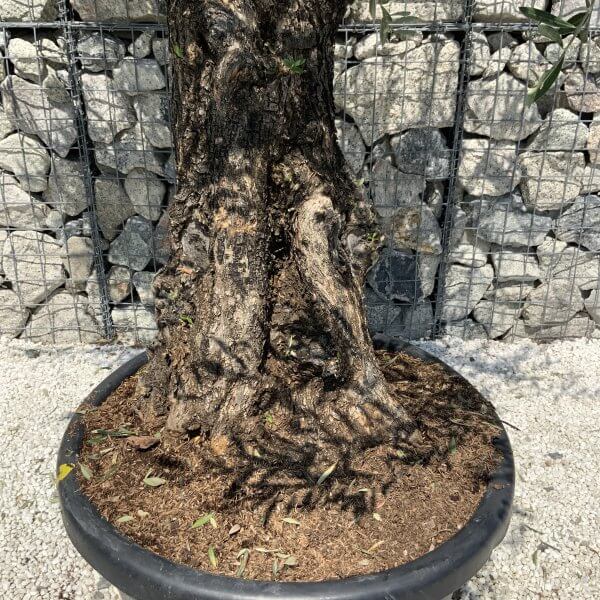 Gnarled Olive Tree J560 - Image 3