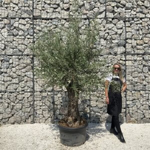Gnarled Olive Tree J561