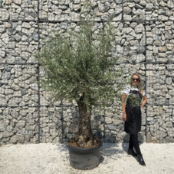 Gnarled Olive Tree J561
