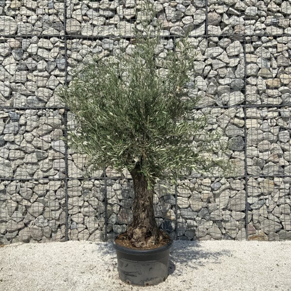 Gnarled Olive Tree J561 - Image 2