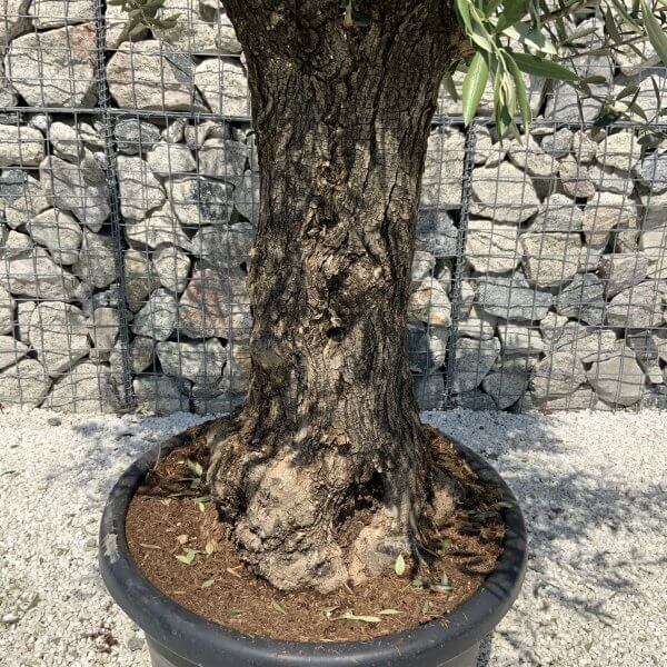 Gnarled Olive Tree J561 - Image 3