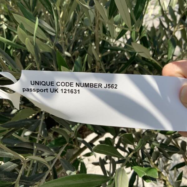 Gnarled Olive Tree J562 - Image 2