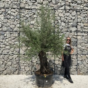Gnarled Olive Tree J562