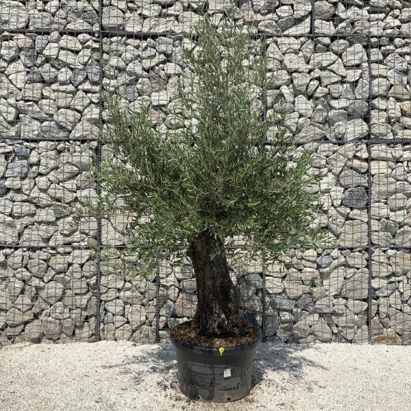 Gnarled Olive Tree J562 - Image 3
