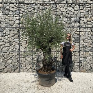 Gnarled Olive Tree J563