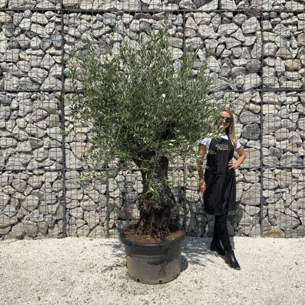 Gnarled Olive Tree J563