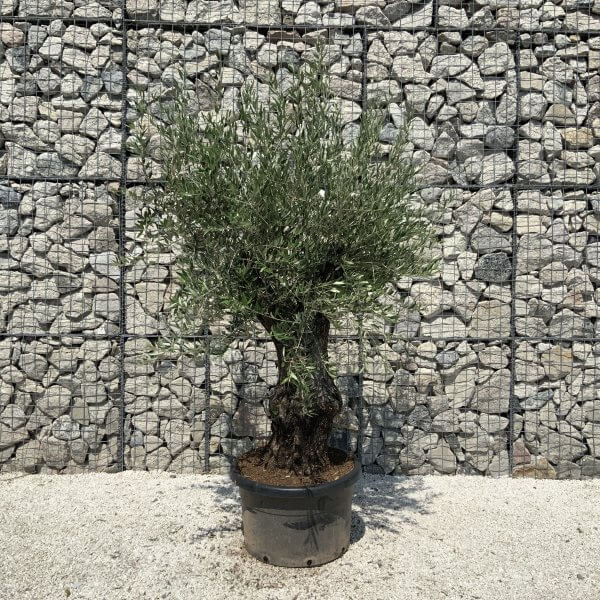 Gnarled Olive Tree J563 - Image 3
