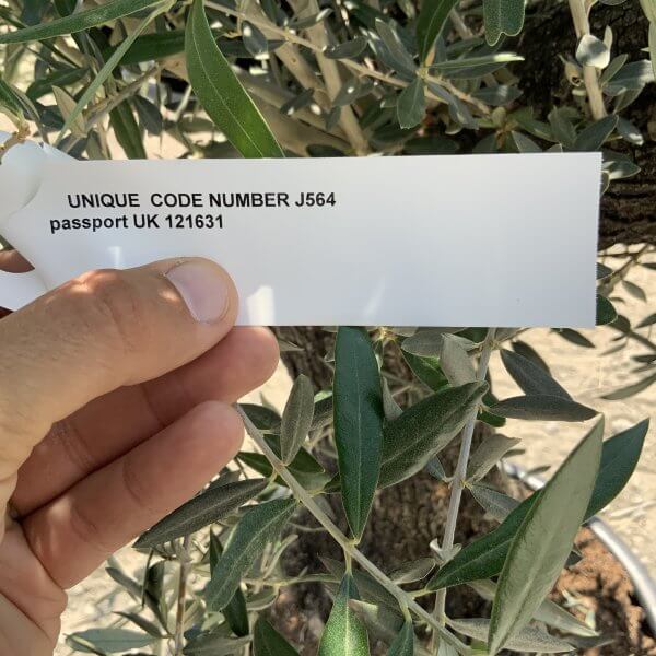 Gnarled Olive Tree J564 - Image 3
