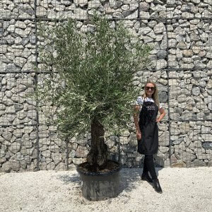 Gnarled Olive Tree J564