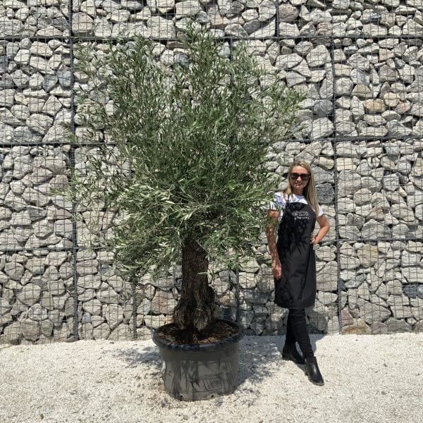 Gnarled Olive Tree J564