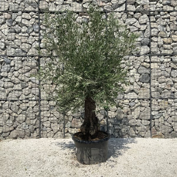 Gnarled Olive Tree J564 - Image 2