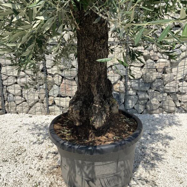 Gnarled Olive Tree J564 - Image 4