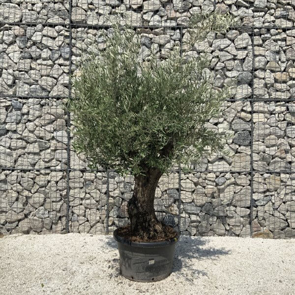 Gnarled Olive Tree J565 - Image 3