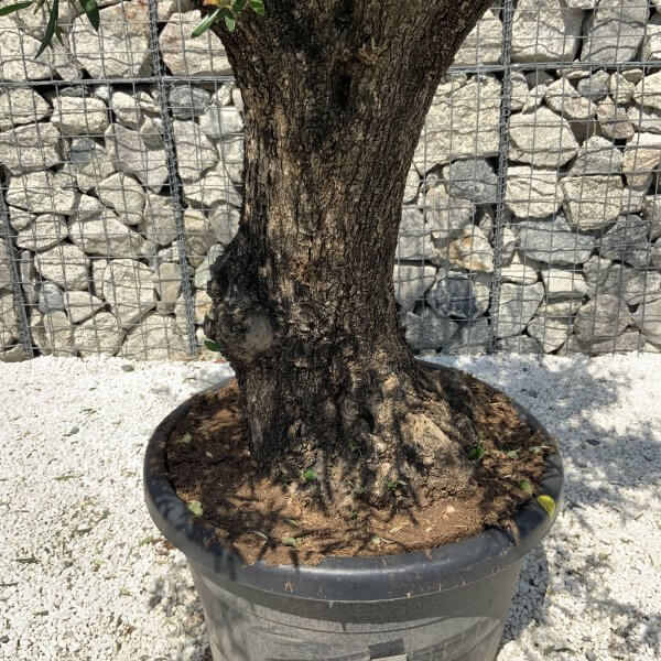 Gnarled Olive Tree J565 - Image 4