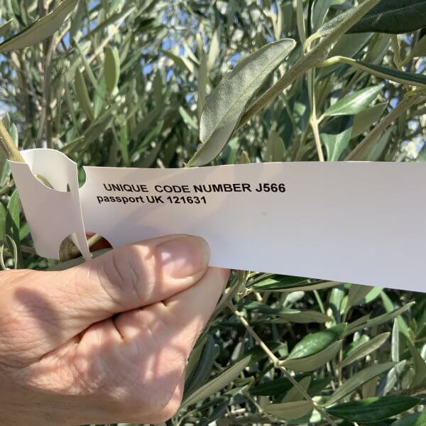 Gnarled Olive Tree J566 - Image 2
