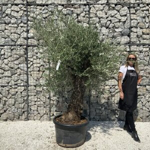 Gnarled Olive Tree J566