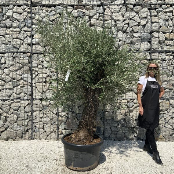 Gnarled Olive Tree J566