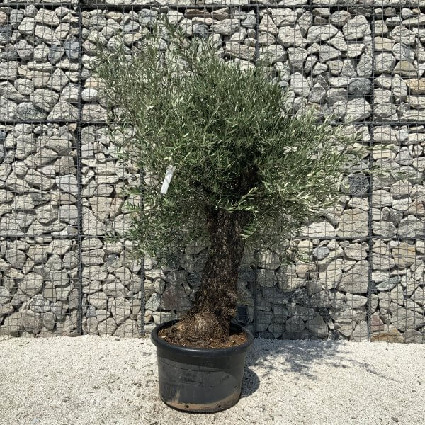 Gnarled Olive Tree J566 - Image 3